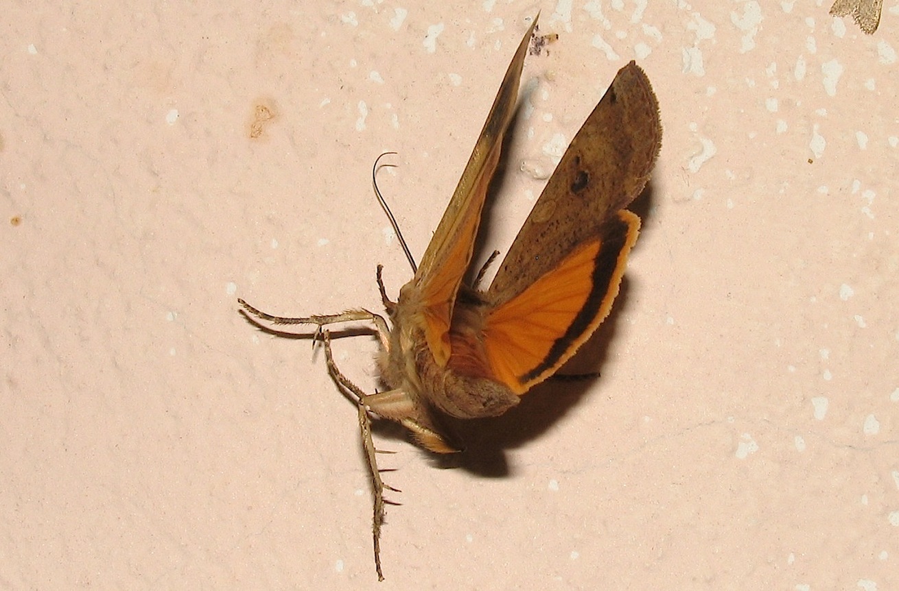 Noctua pronuba (Linnaeus, 1758)